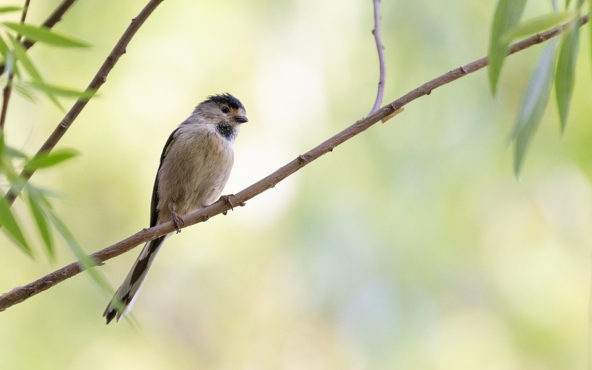 Silver-throated Tit - ML638536989