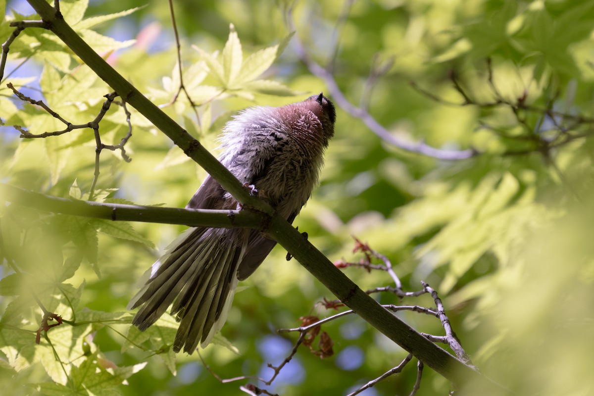 Silver-throated Tit - ML638536990
