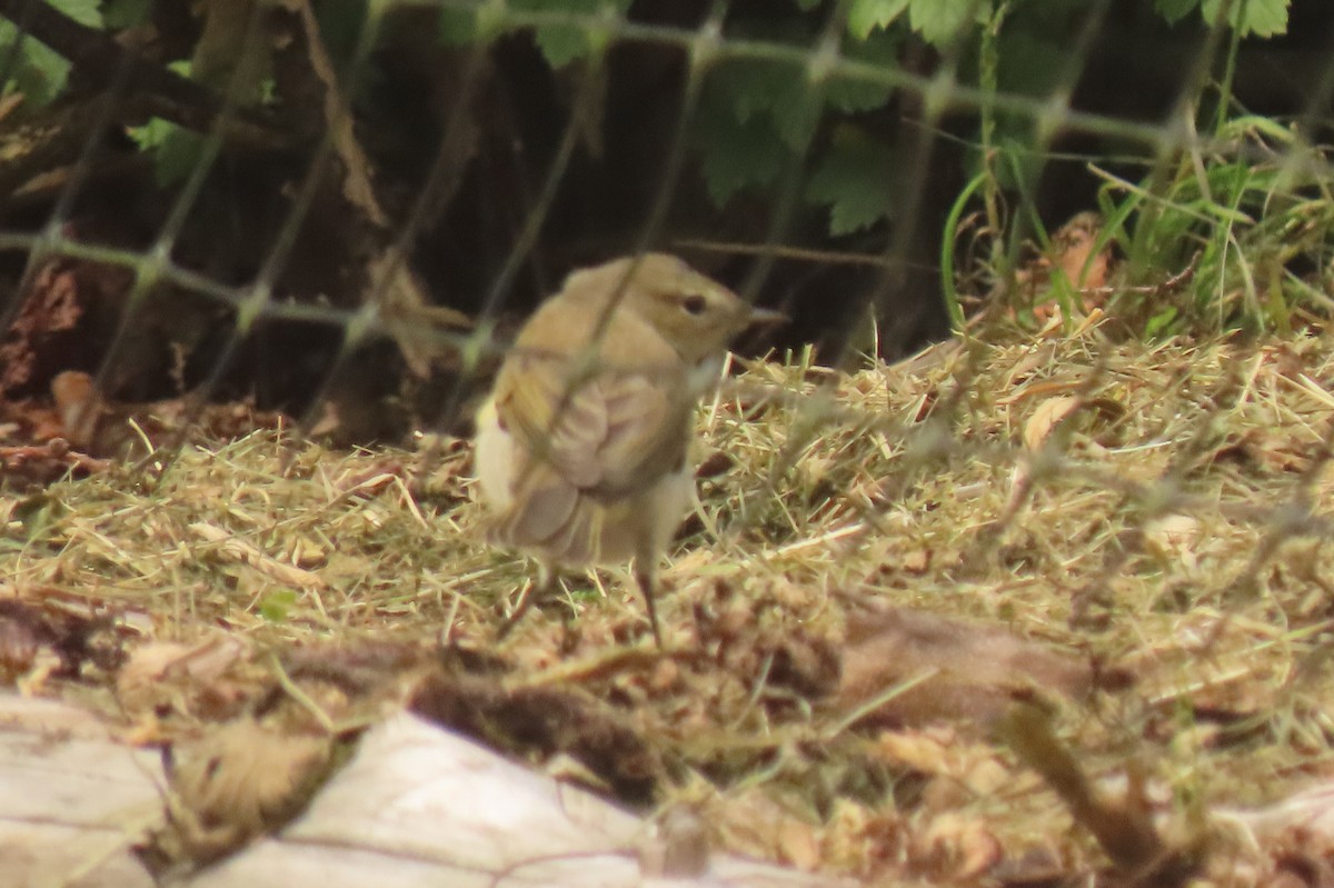 Willow Warbler - ML638536997