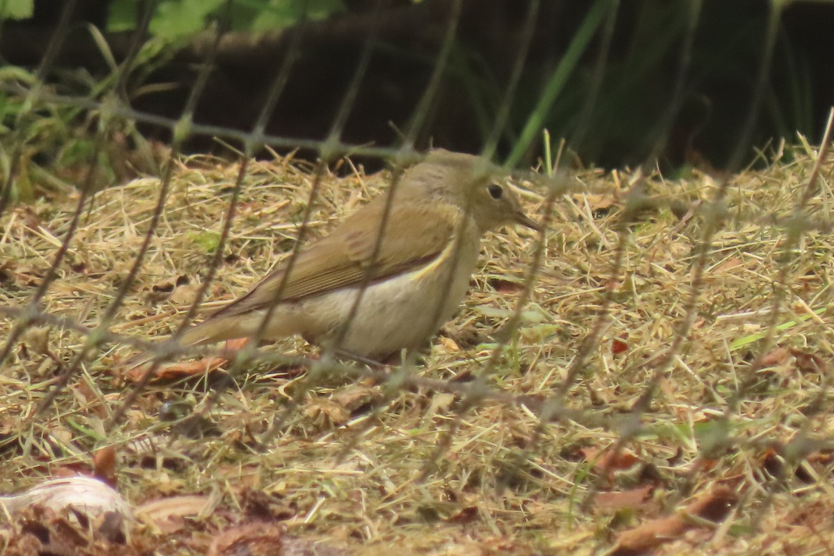 Willow Warbler - ML638536998