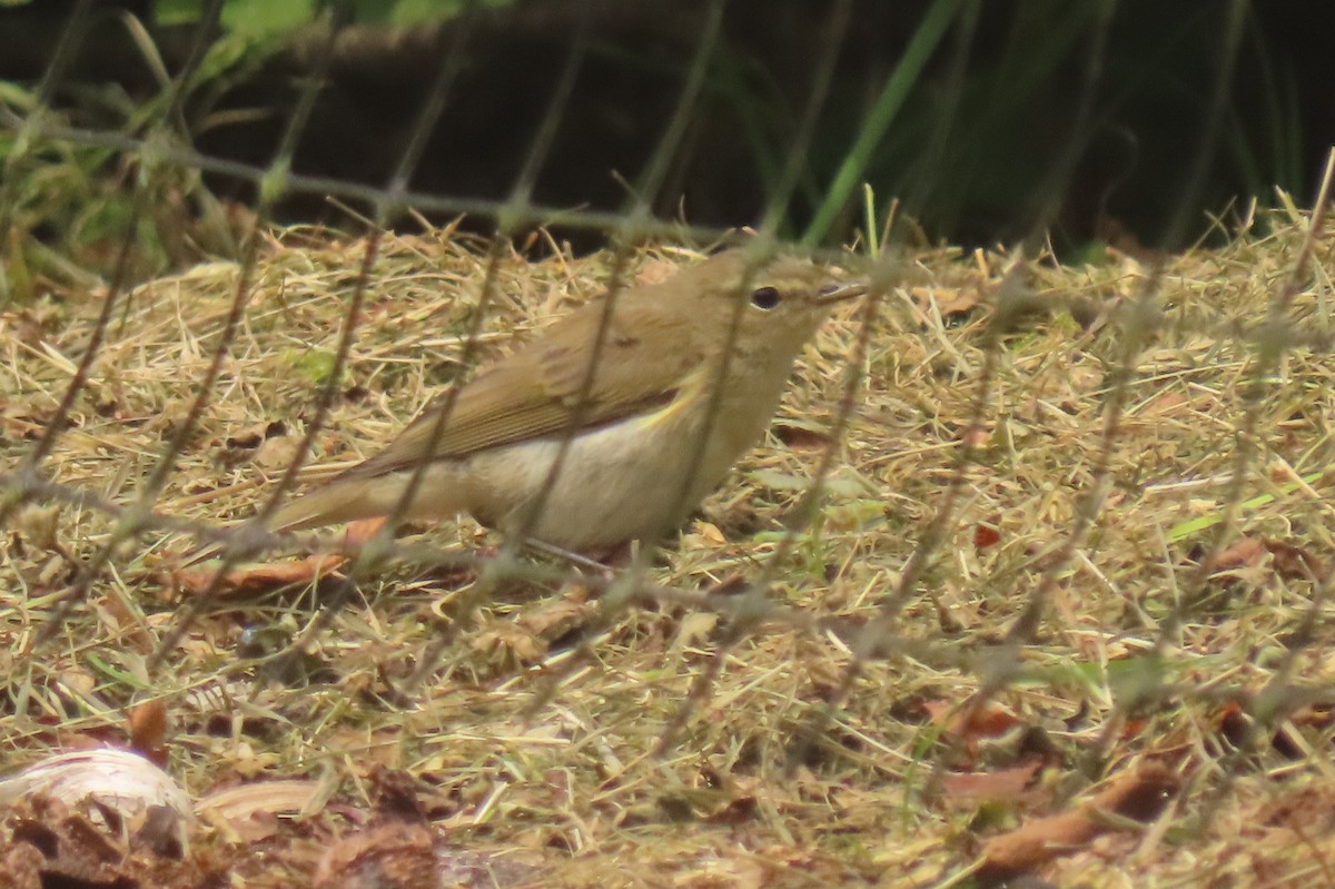 Willow Warbler - ML638536999