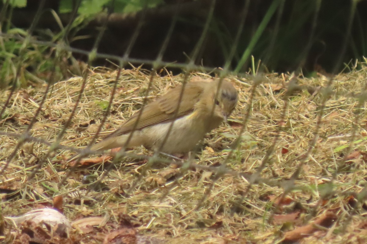 Willow Warbler - ML638537001