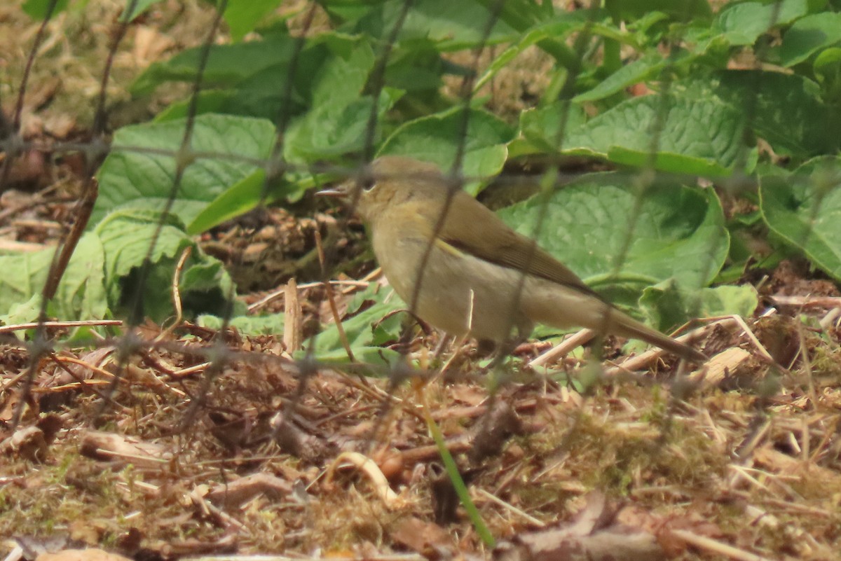 Willow Warbler - ML638537002