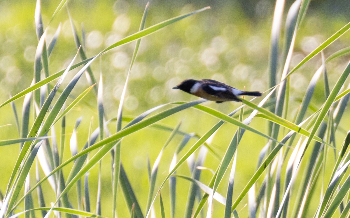 Amur Stonechat - ML638537008