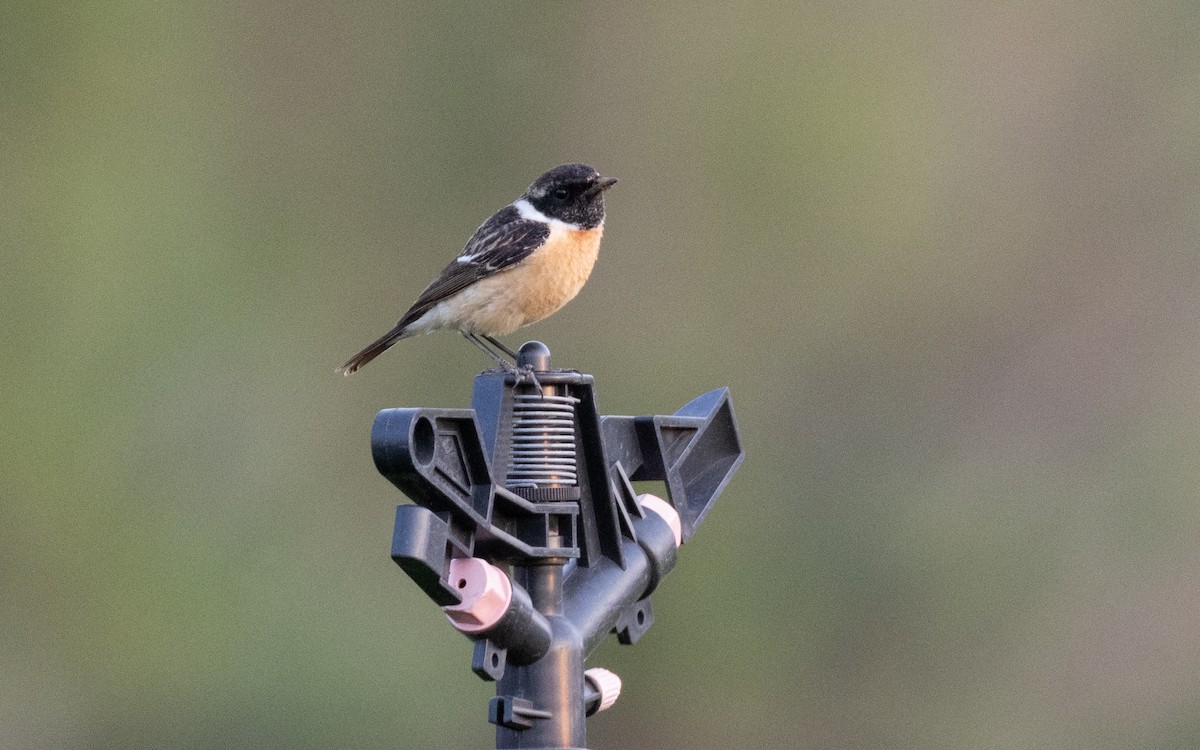 Amur Stonechat - ML638537010