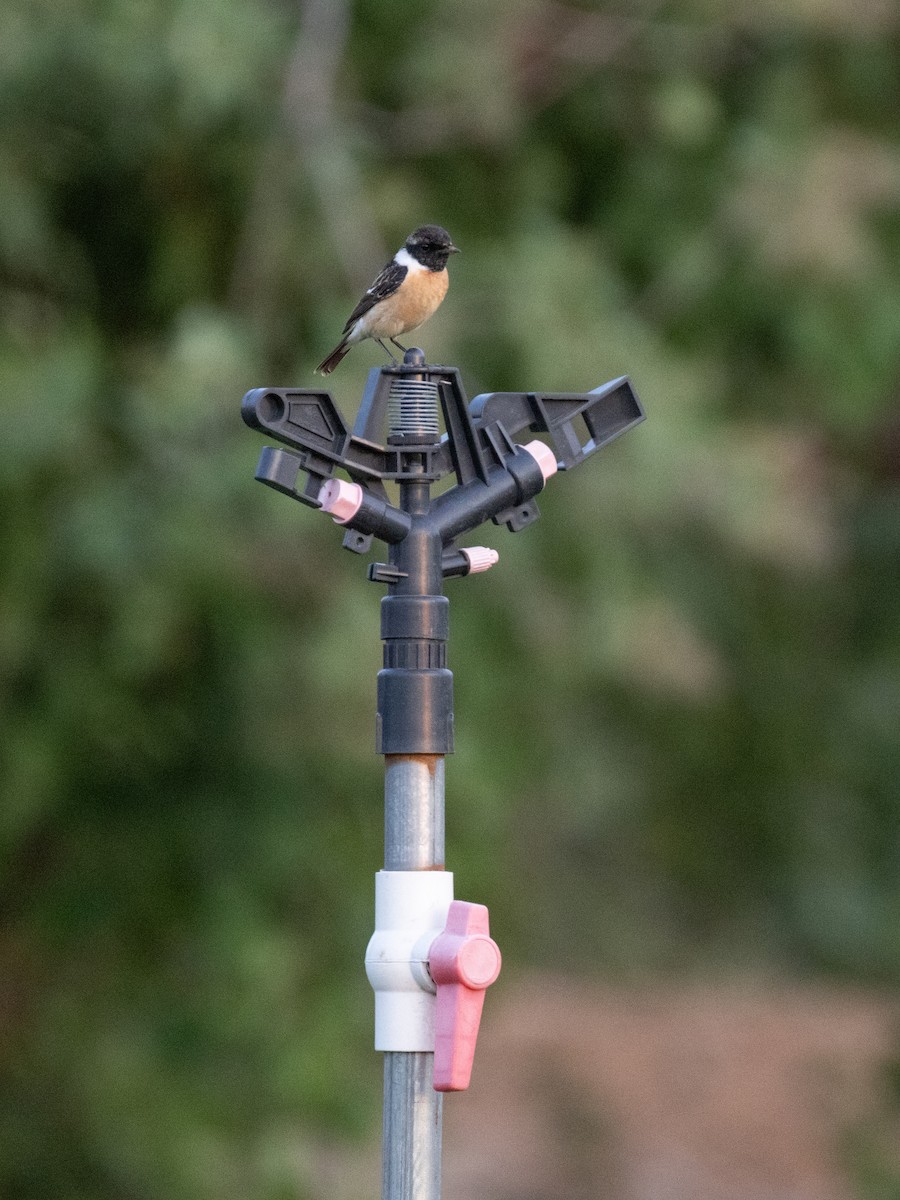 Amur Stonechat - ML638537011