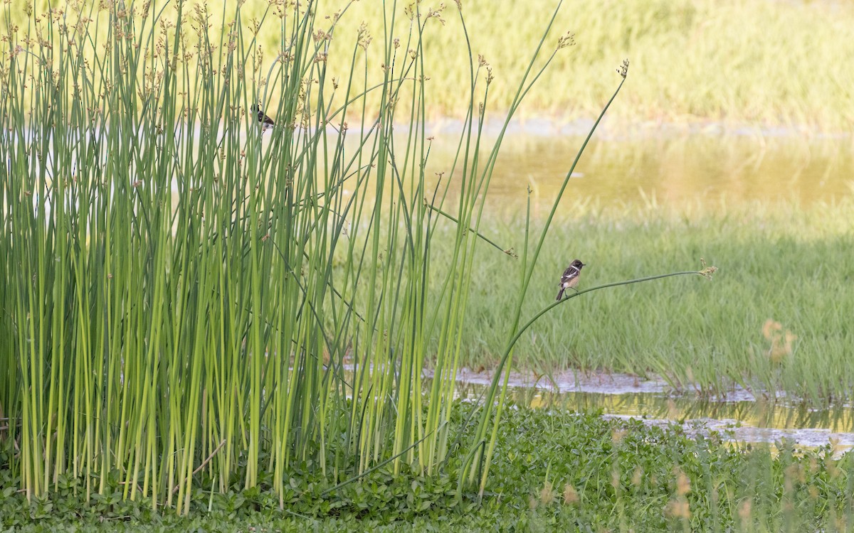 Amur Stonechat - ML638537012