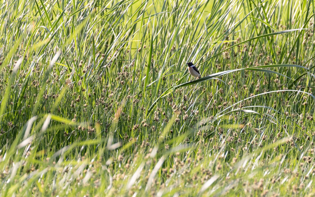 Amur Stonechat - ML638537013