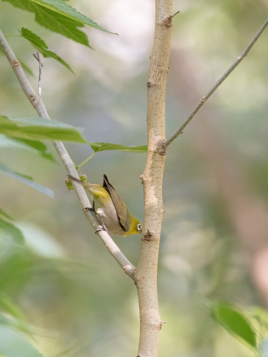 Swinhoe's White-eye - ML638537022