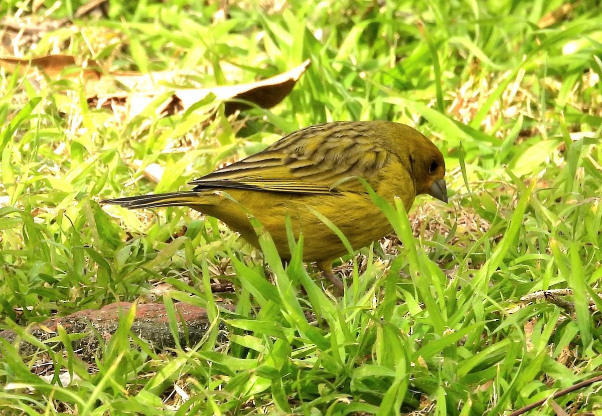Saffron Finch - ML638537024