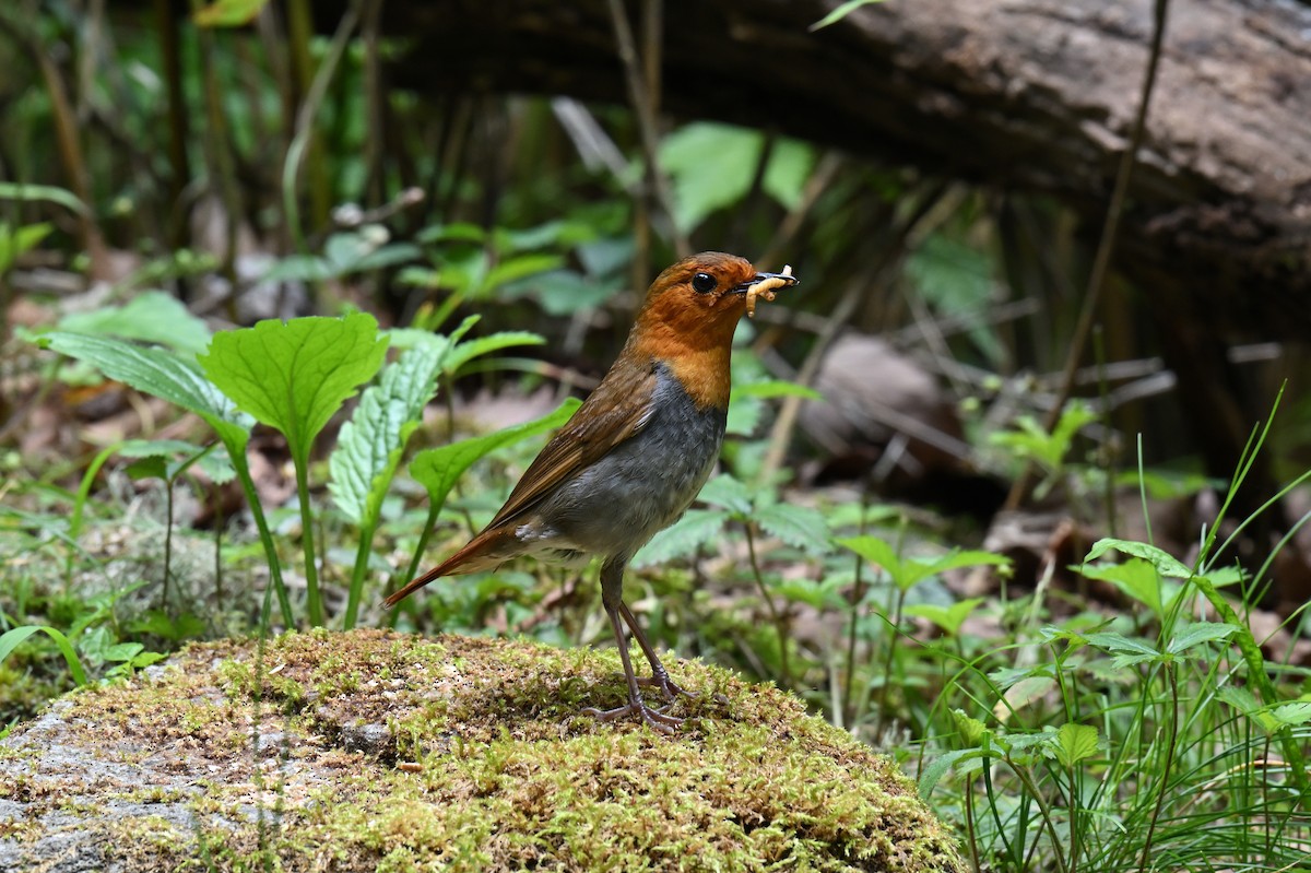 Japanese Robin - ML638537029
