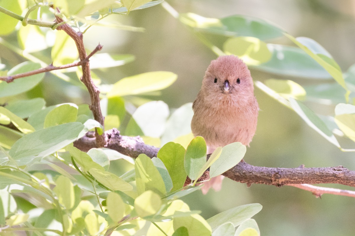 Vinous-throated Parrotbill - ML638537038