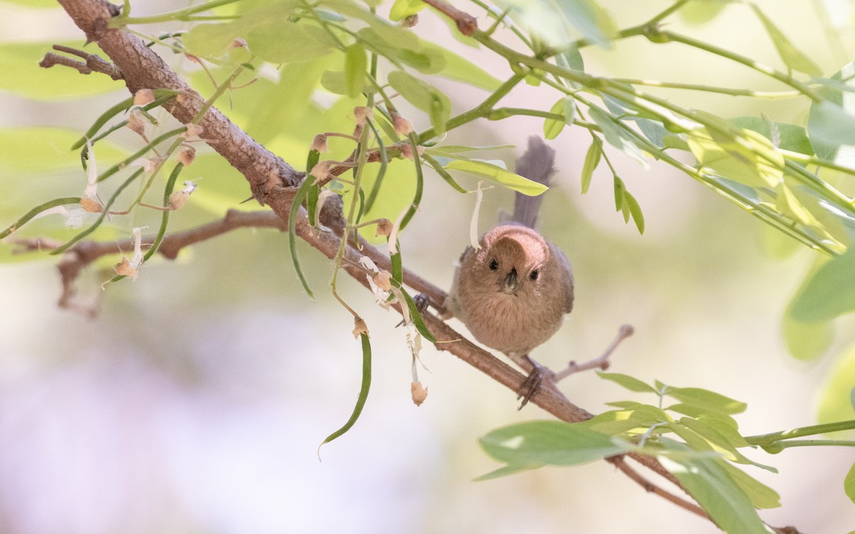 Vinous-throated Parrotbill - ML638537040