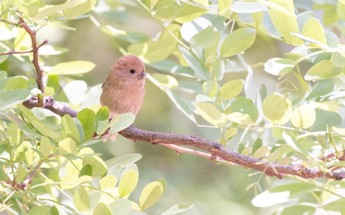 Vinous-throated Parrotbill - ML638537041