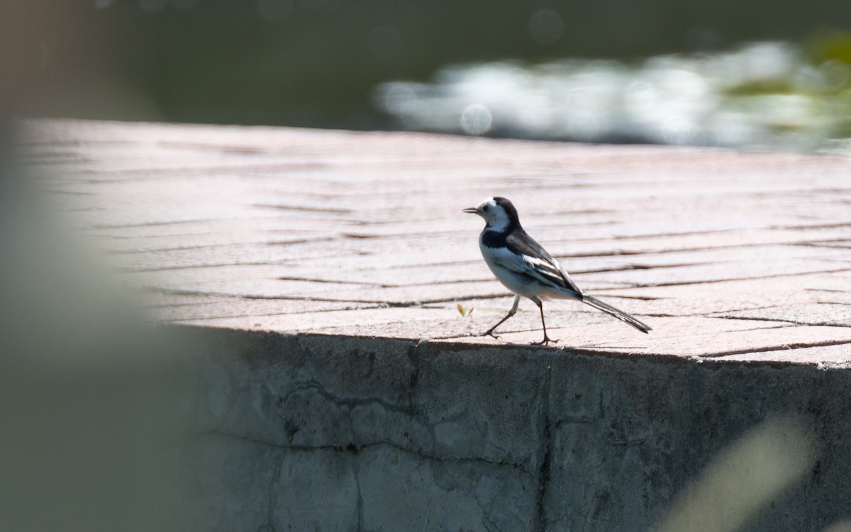 White Wagtail - ML638537043