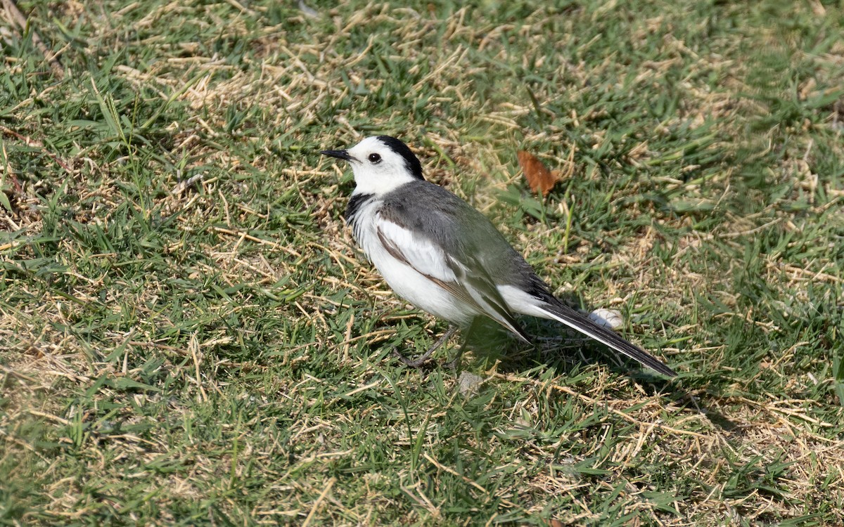 White Wagtail - ML638537044