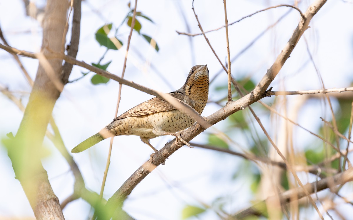Eurasian Wryneck - ML638537051
