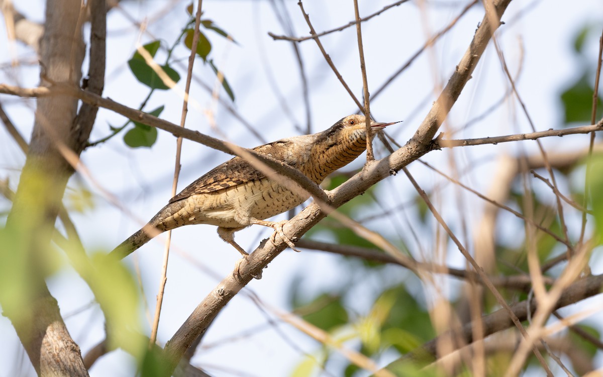 Eurasian Wryneck - ML638537052
