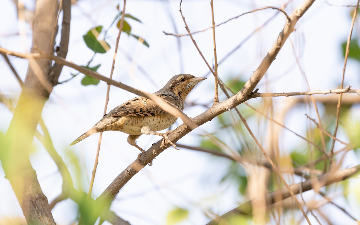 Eurasian Wryneck - ML638537053
