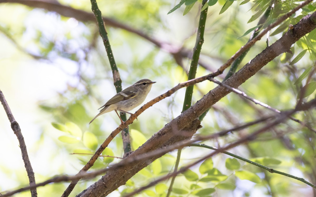 Yellow-browed Warbler - ML638537061