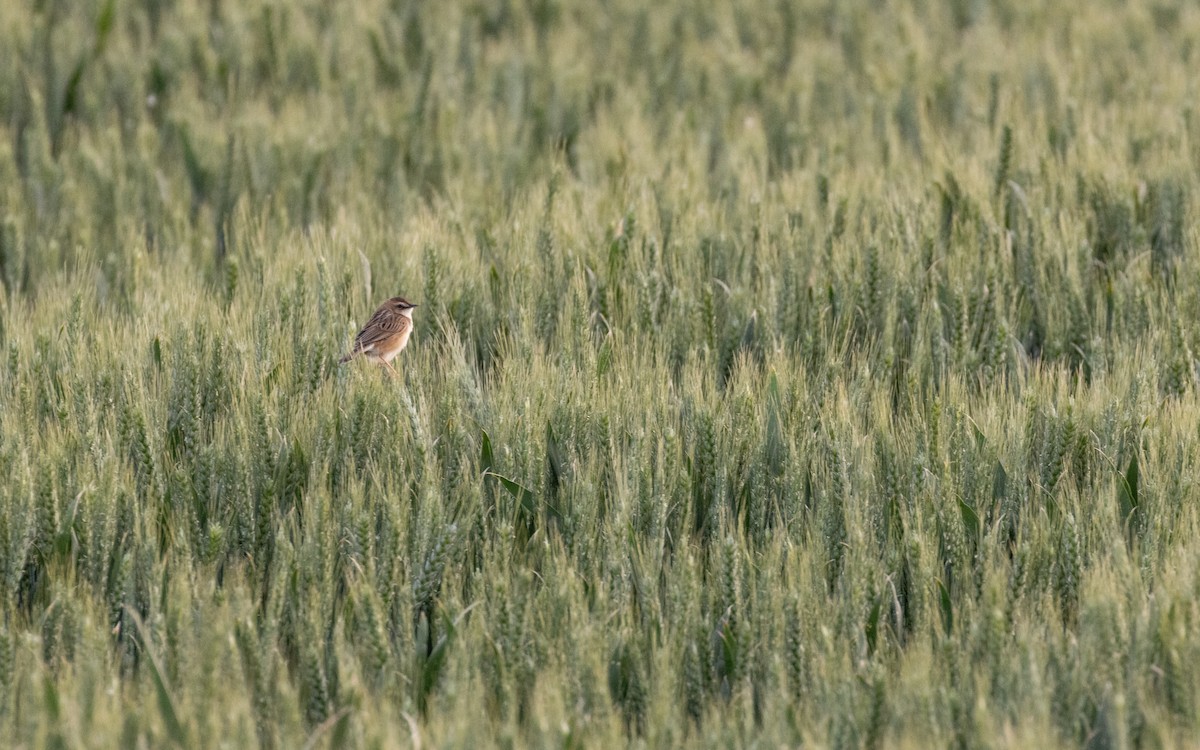 Zitting Cisticola - ML638537080