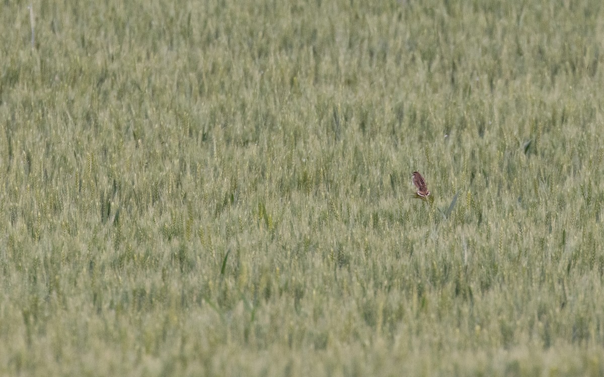 Zitting Cisticola - ML638537082