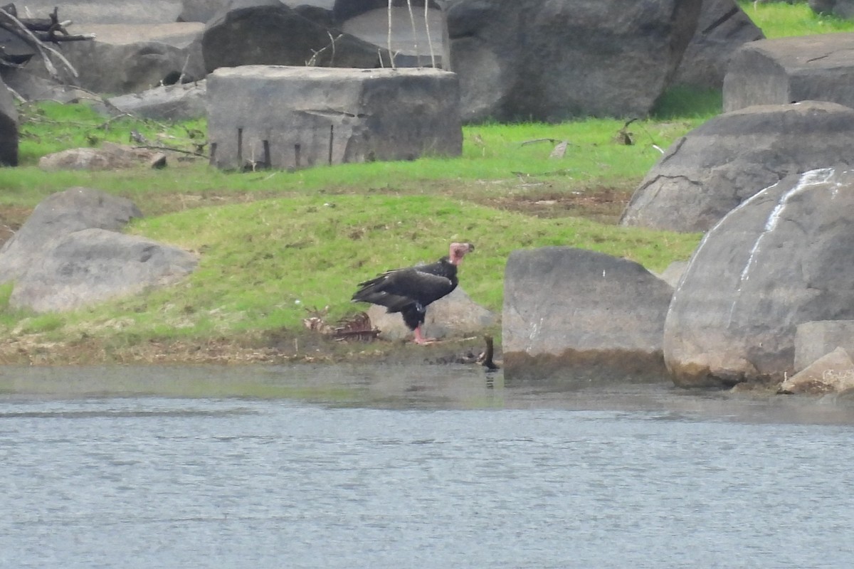 Red-headed Vulture - ML638537083
