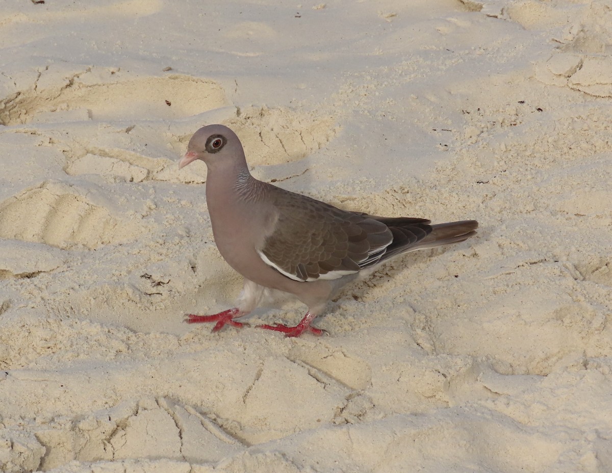 Bare-eyed Pigeon - ML638537101