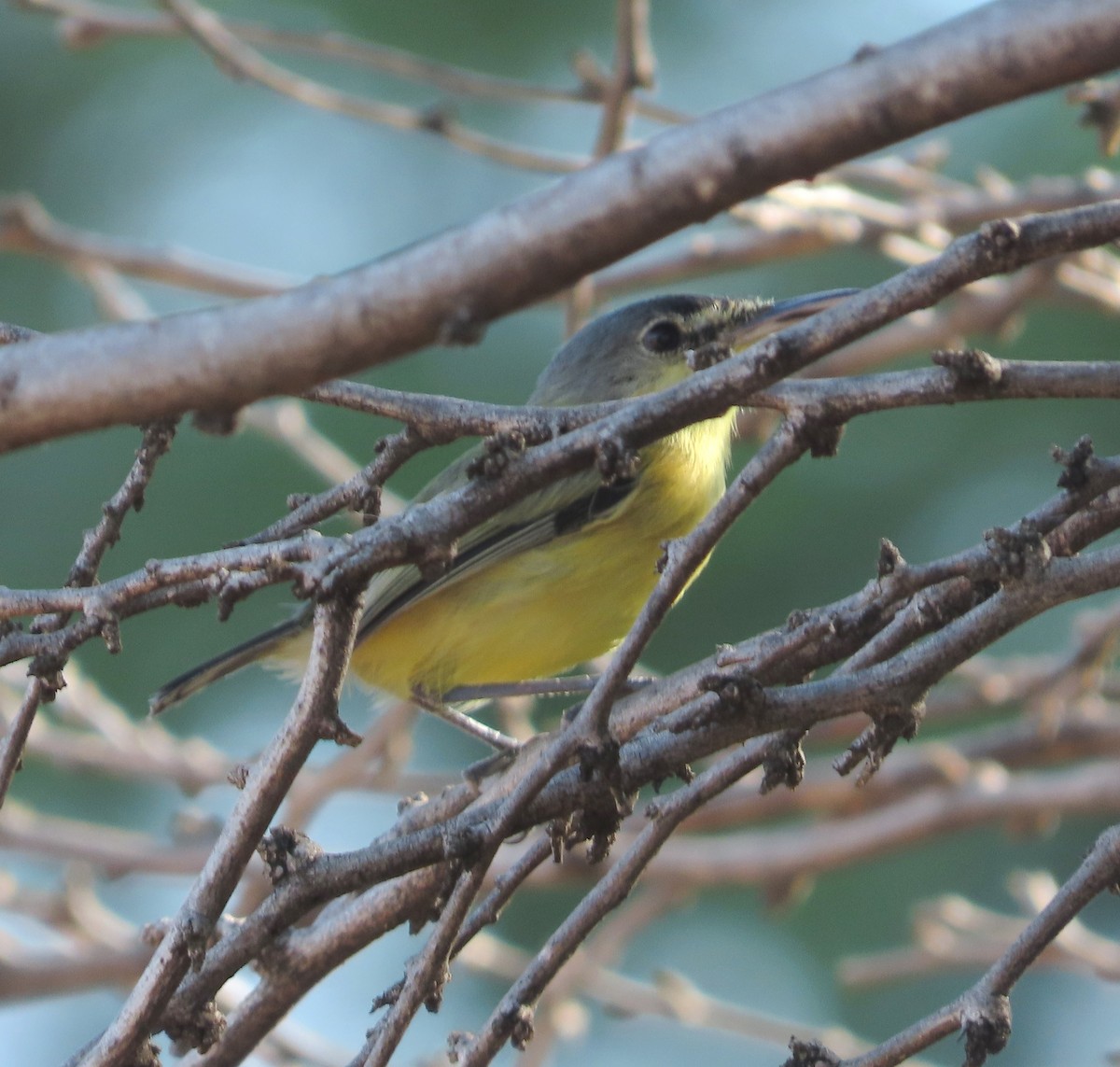 Maracaibo Tody-Flycatcher - ML638537106