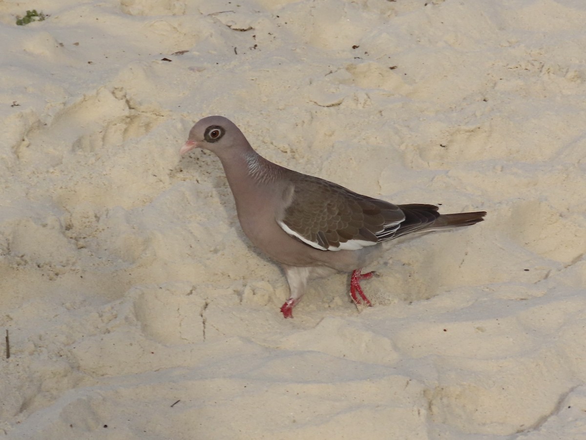 Bare-eyed Pigeon - ML638537117