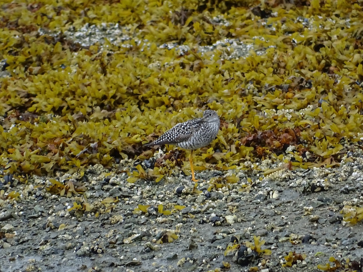Greater Yellowlegs - ML638537132