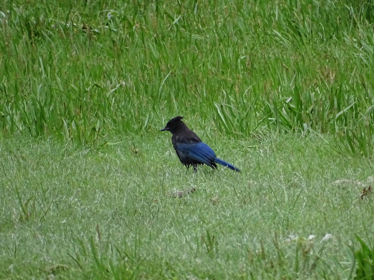 Steller's Jay - ML638537139