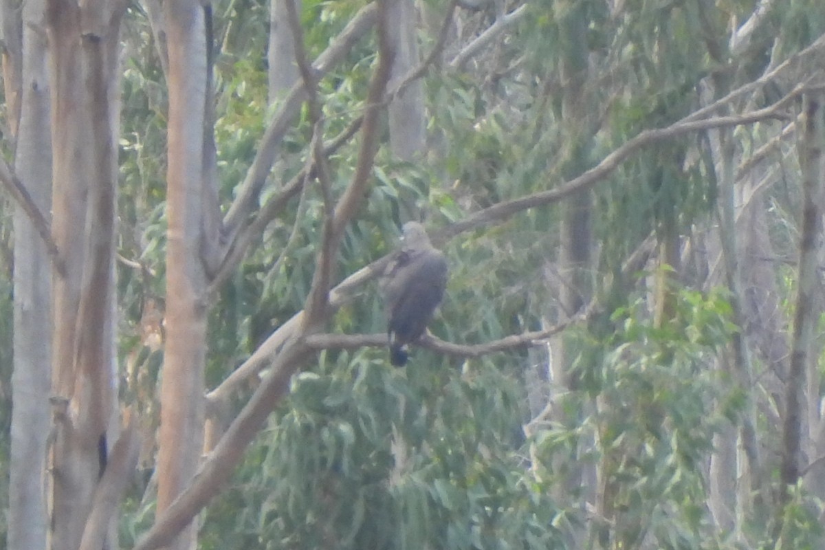 Gray-headed Fish-Eagle - ML638537143