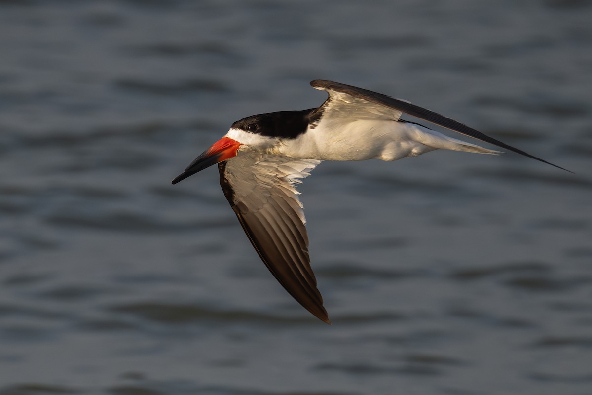 Black Skimmer - ML638537205