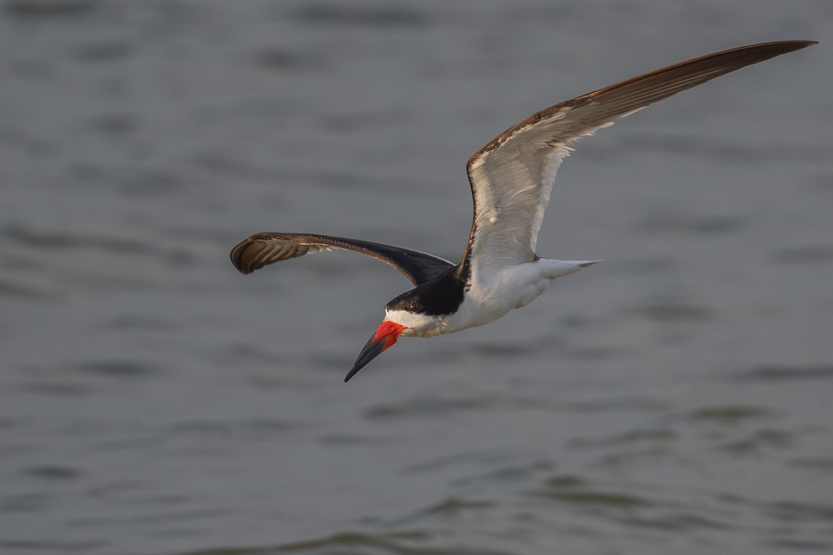 Black Skimmer - ML638537209