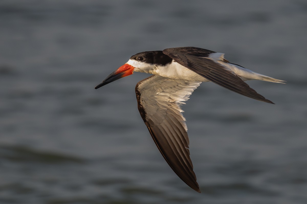 Black Skimmer - ML638537222