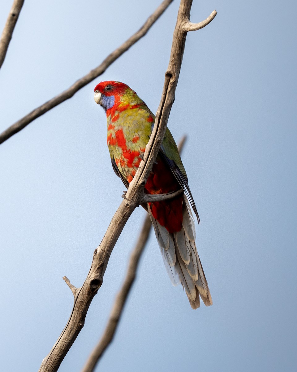 Crimson Rosella - ML638537231
