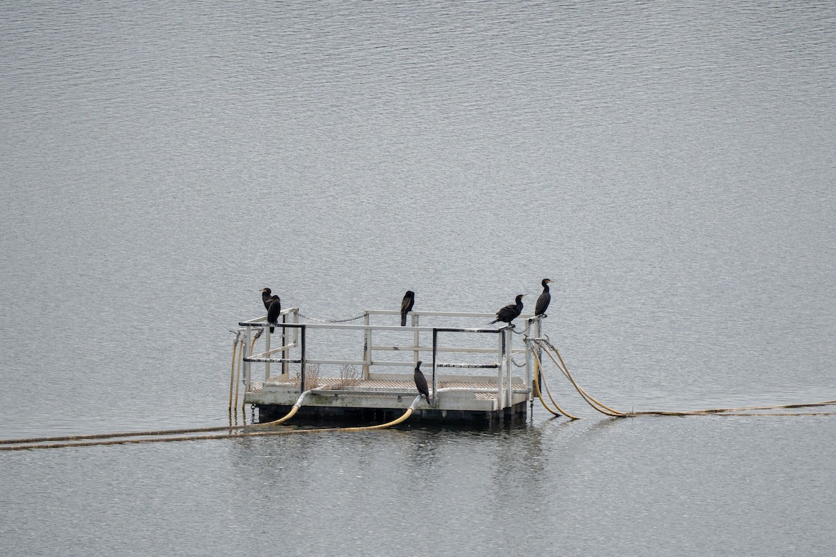 Great Cormorant - ML638537239