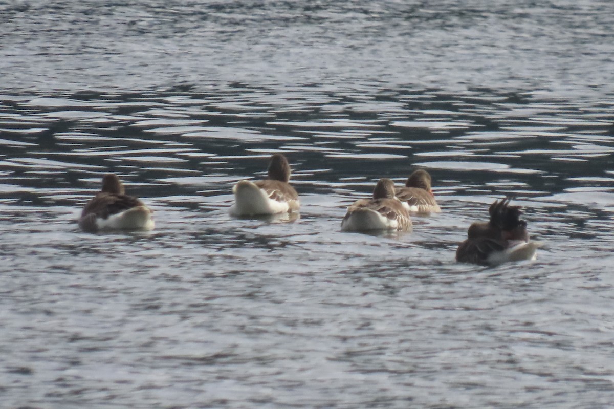 Graylag Goose - ML638537252