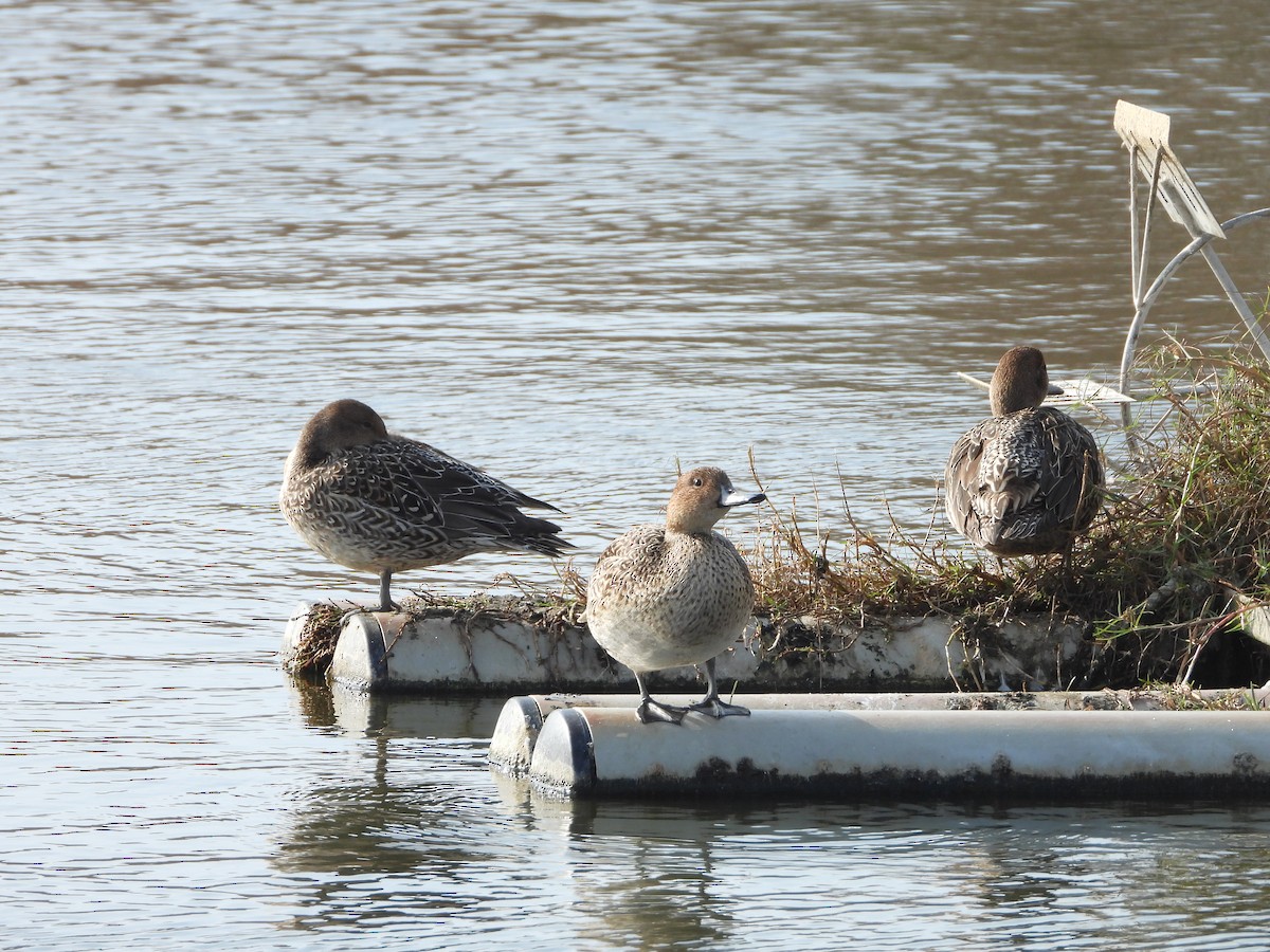 Northern Pintail - ML638537279