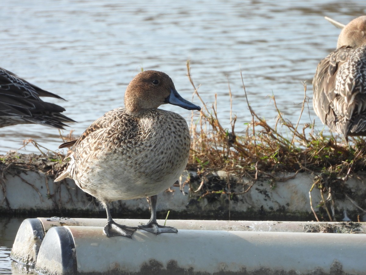 Northern Pintail - ML638537284