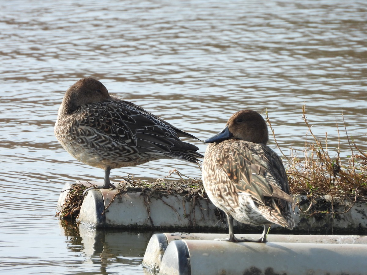 Northern Pintail - ML638537287