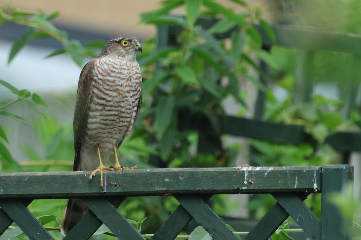 Eurasian Sparrowhawk - ML638537319