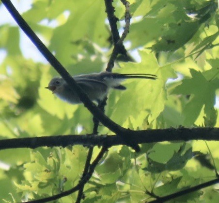 Blue-gray Gnatcatcher - ML638537337