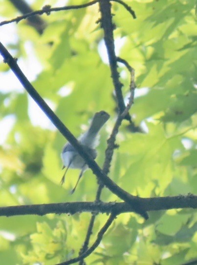 Blue-gray Gnatcatcher - ML638537338