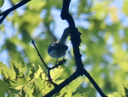 Blue-gray Gnatcatcher - ML638537339