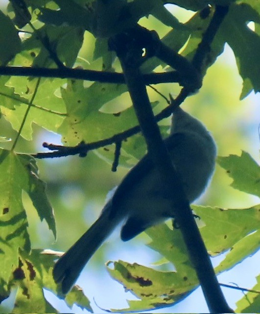 Blue-gray Gnatcatcher - ML638537340