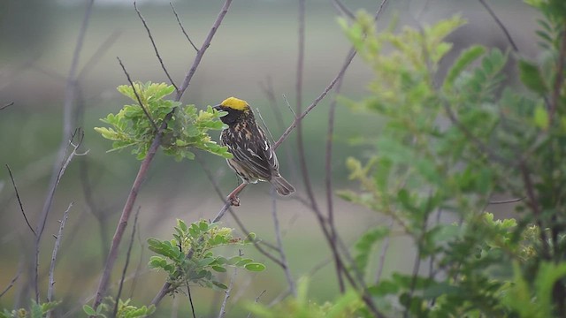 コウヨウジャク - ML638537352