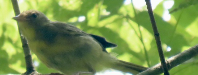 Common Yellowthroat - ML638537370