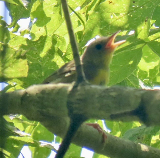 Common Yellowthroat - ML638537371